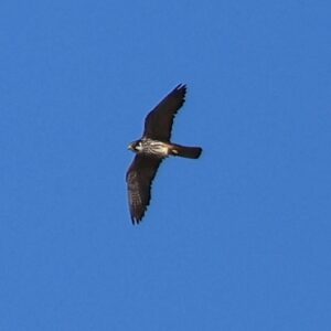 Large bird of prey with black wings and tail feathers in bright blue sky