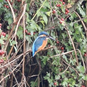 Small bright blue bird with orange breast and long beak in a green bush with red berries