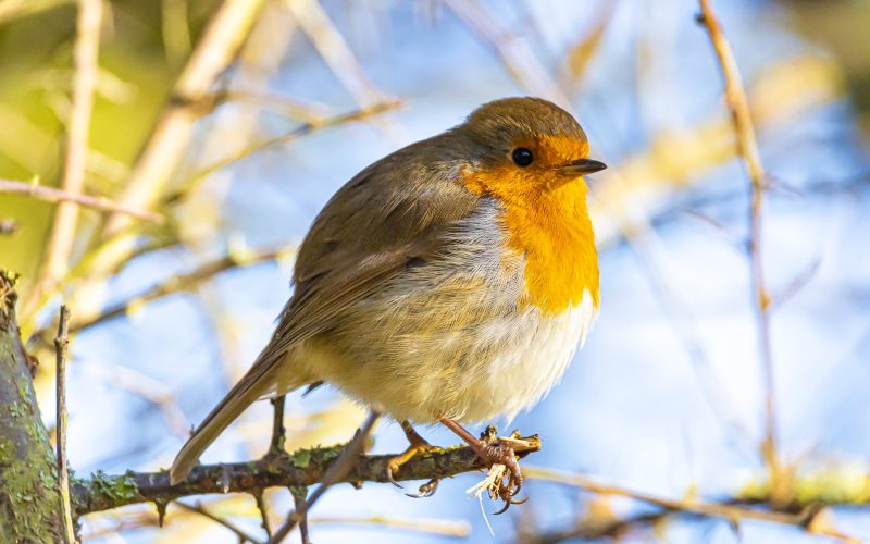 a brown and white small bird with a red breast on a branch against blue sky in background