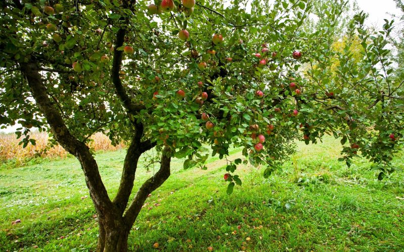 Apple Tree
