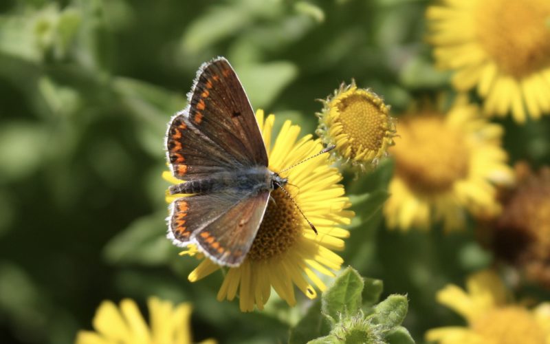 Brown butterfly with orange stripe on yellow flower against green plants