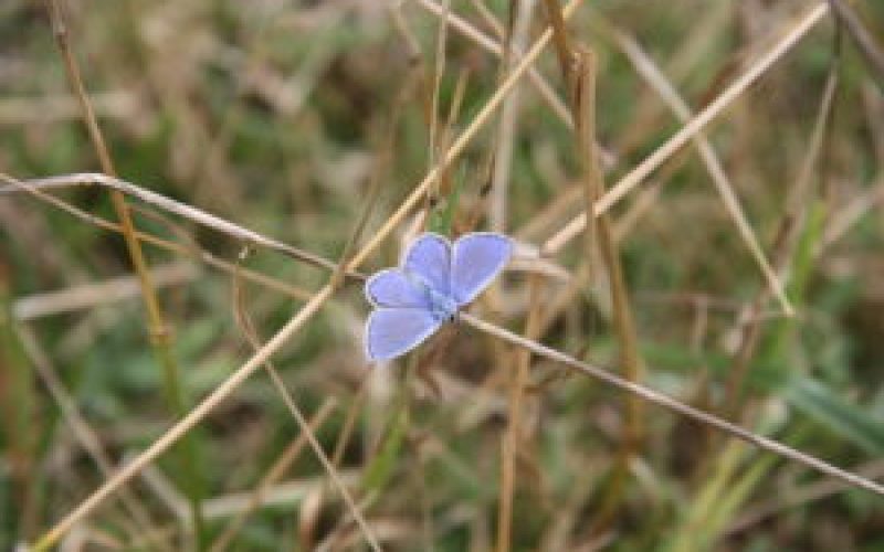 Small blue butterfly on a stalk of grass