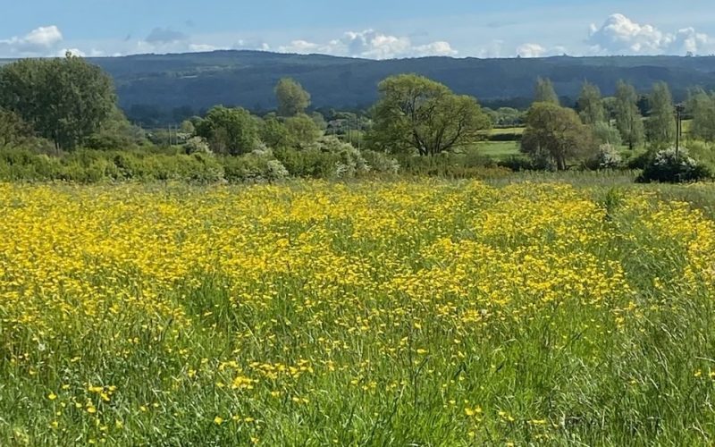 A field filled with a mass of yellow flowers, a hedge, dark hills and blue sky in the background