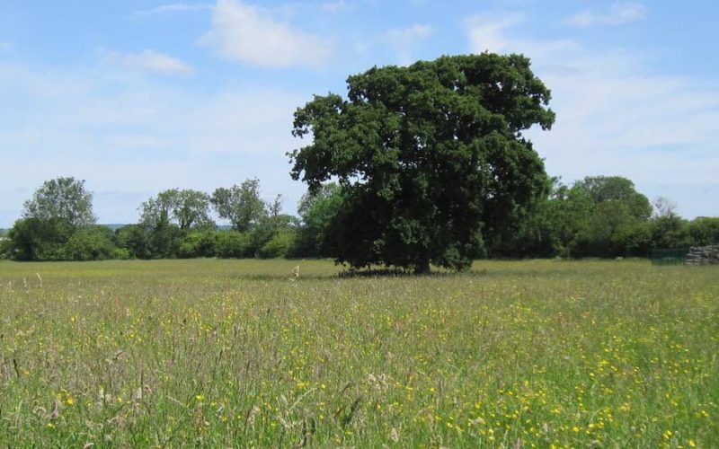 Large green oak tree in feild filled with wildflowers and long grass with trees in background and a blue sky