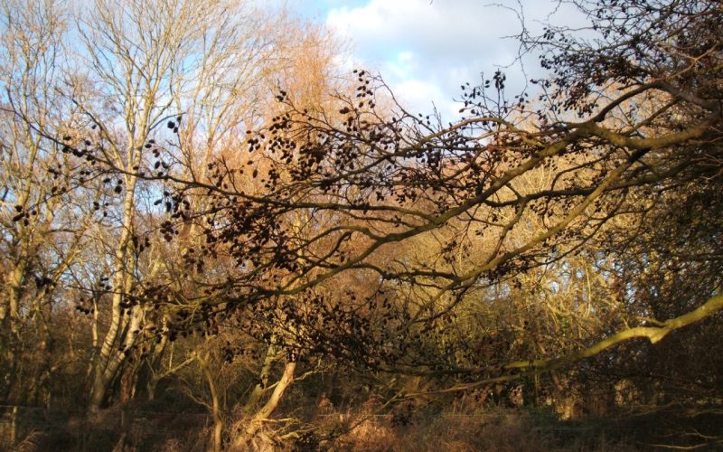 Trees and branches with a blue cloudy sky in background
