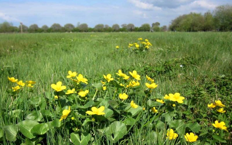 Yellow wildflowers with green leaves in large green field