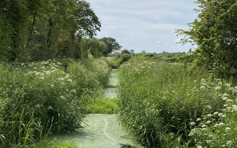 New Cut Rhyne, Congresbury Moor