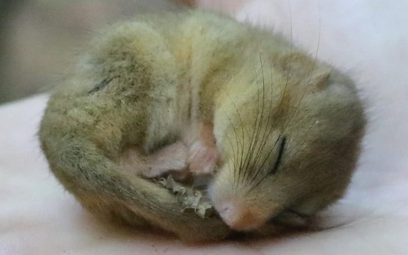 Tiny dormouse asleep curled up