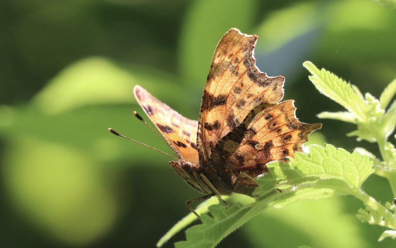 Brown and black butterfly on a green leaf in the sunlight