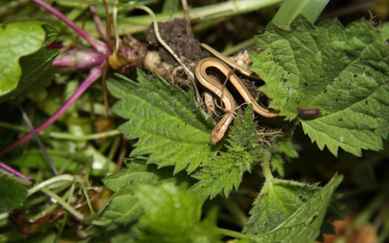 a young brown coloured slow worm on green leaves