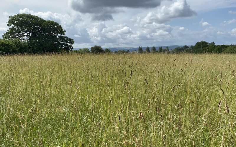 A field of mixed long grasses with trees and hills in the distance and a cloudy blue sky