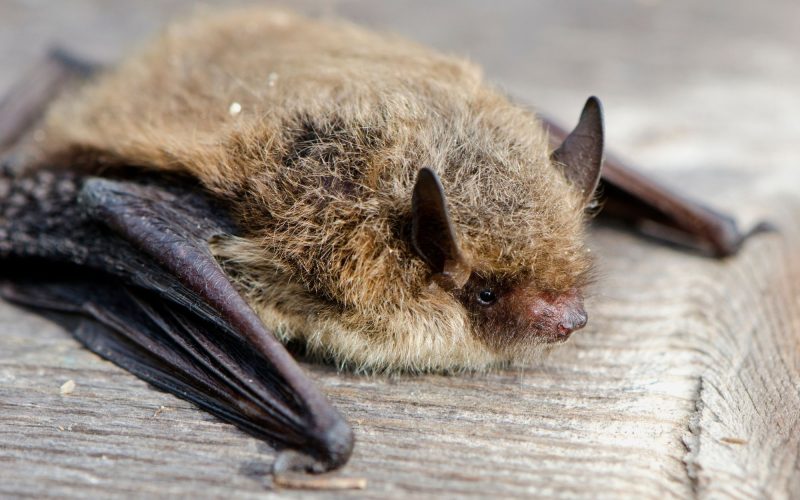 Pipistrelle