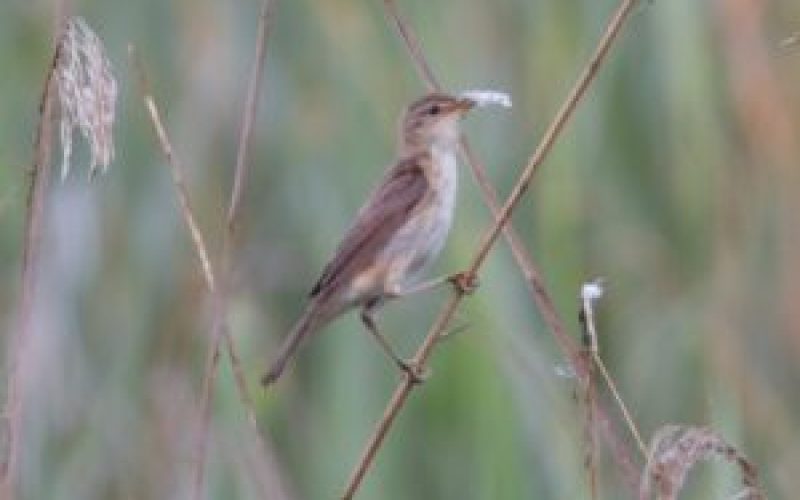 Small bird with brown head and wings and white breast holding nesting material and clinging to reed