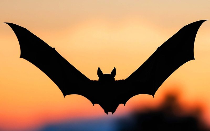 Image of a bat