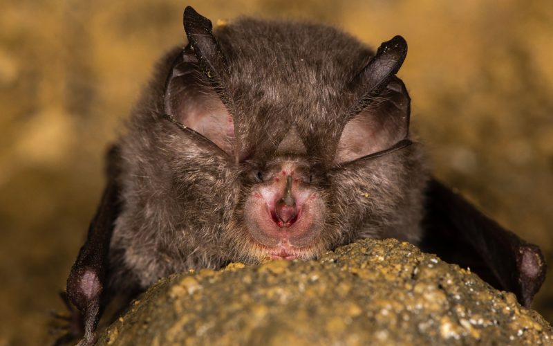 Lesser Horseshoe bat