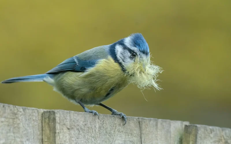blue-tit