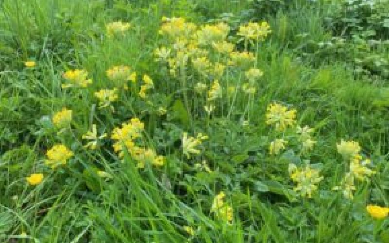 Small yellow clustered flowers amongst grass