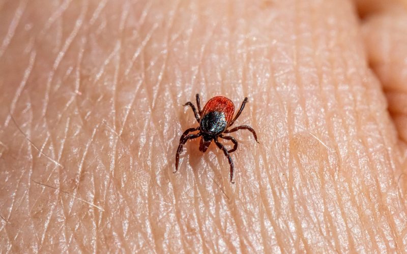 small black and red 8 legged tick on a person's hand