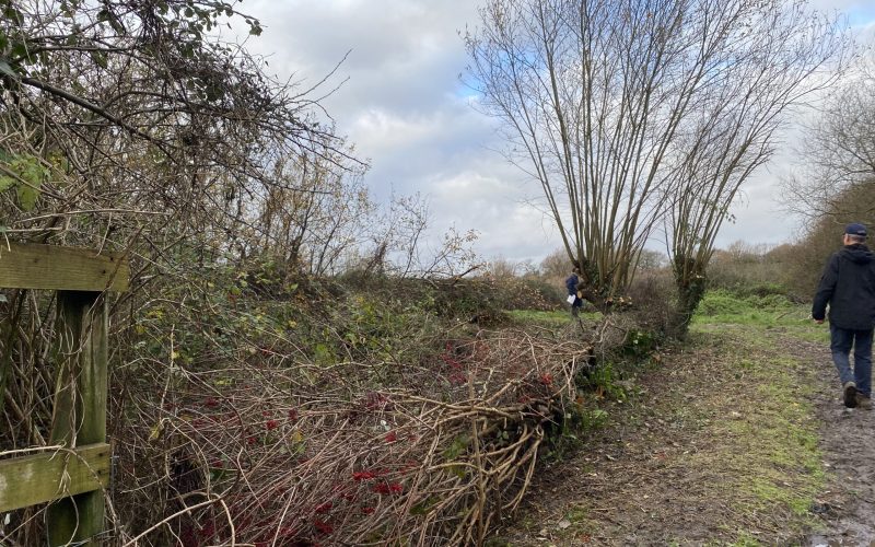 Hedges being laid between two fields