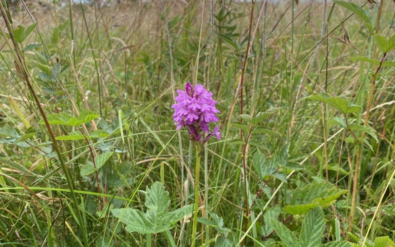 pink wildflower in a field