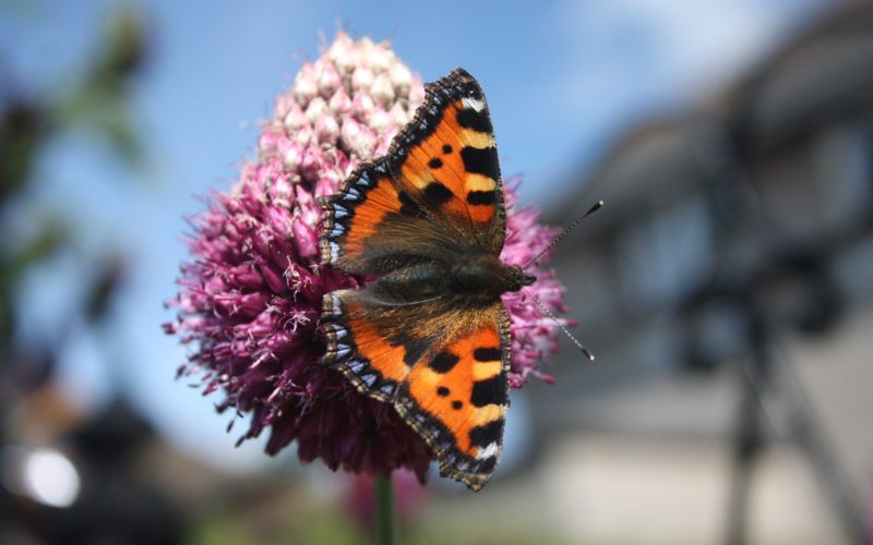 Orange and black butterfly with blue dots along wings on a pink flower